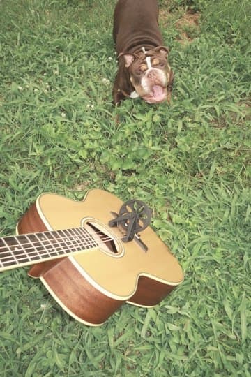 Cloverwheel in profile with a brown bulldog watching from the grass
