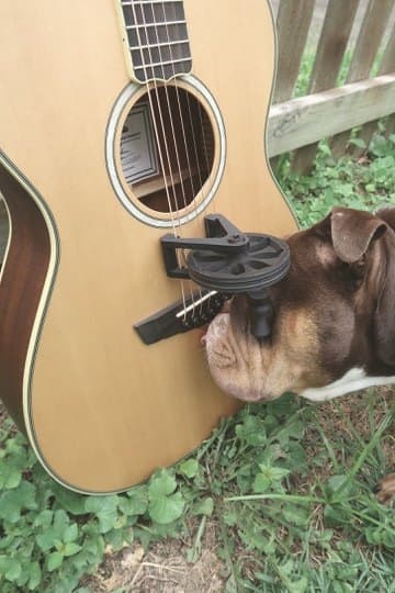 A brown bulldog beside a guitar leaning on a wooden fence